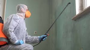 Reliable Lutz, FL Mold Prevention & Removal  Solutions